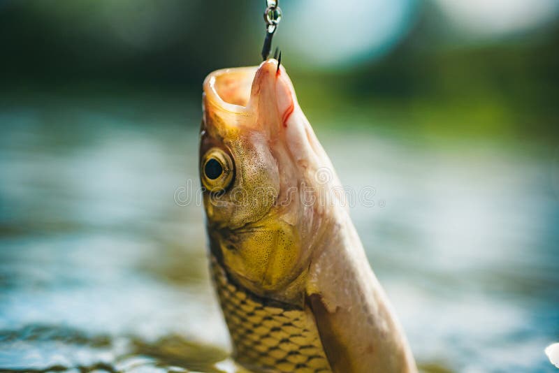 Fish Head and Fishing Hook. River Grayling on the Hook. Rainbow Trout
