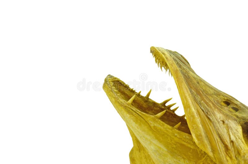 Fish Head with Large Canines Stock Image Image of head, isolated