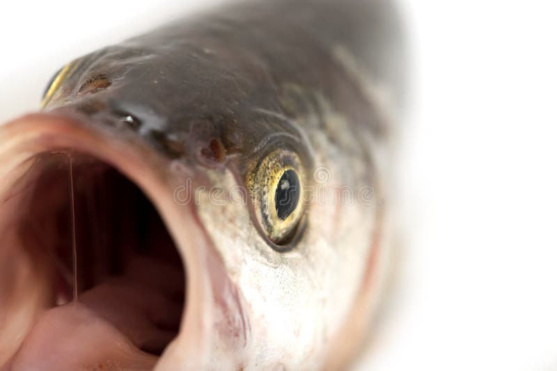macro fish macro fish