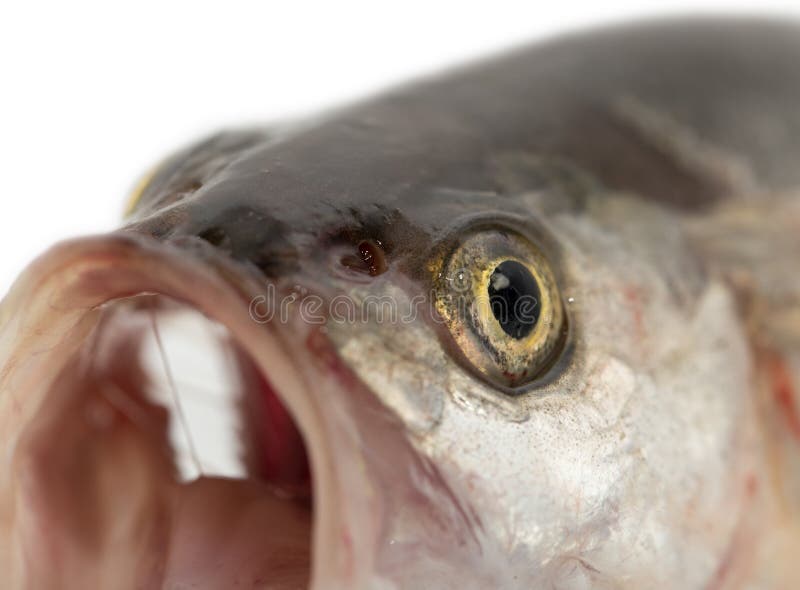 vdict macro fish vdict macro fish