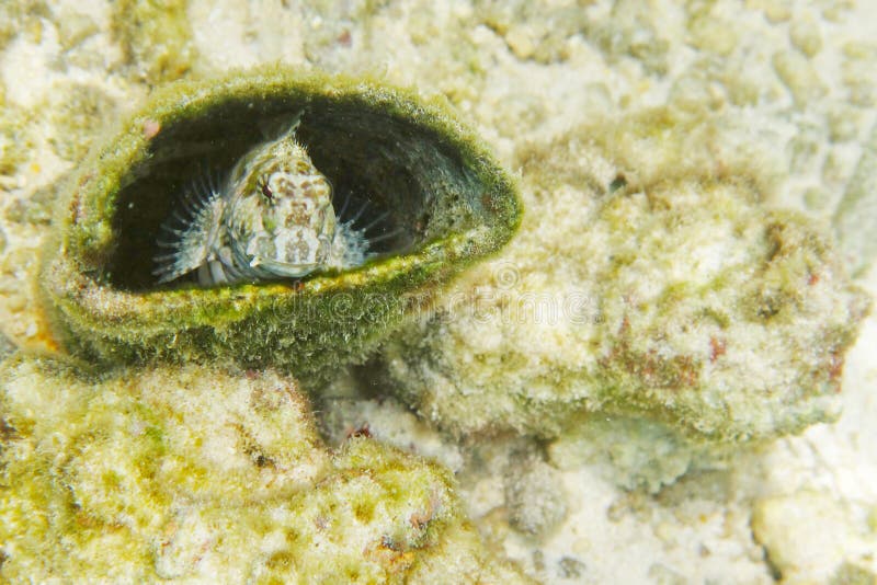 Fish Hides in a Hole Peeking Stock Photo - Image of hole, danger: 20978540