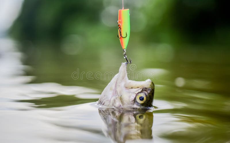 Fish Hook or Fishhook is Device for Catching Either by Impaling in Mouth.  Fish in Trap Close Up Stock Image - Image of impaling, pond: 156027833