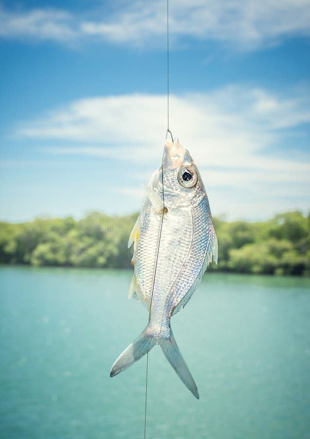 Fish on the hook stock image. Image of freshwater, fresh 140308209