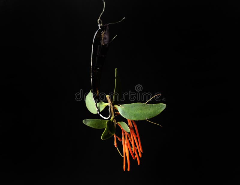 Fish Hook with Marine Litter. Plastic Bag Stock Image Image of