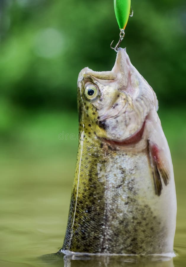 Fish on Hook. Trout Bait. Catch Fish. Fishing on Lake. Hobby and Sport  Activity. Good Catch Stock Photo - Image of accessories, river: 156481442
