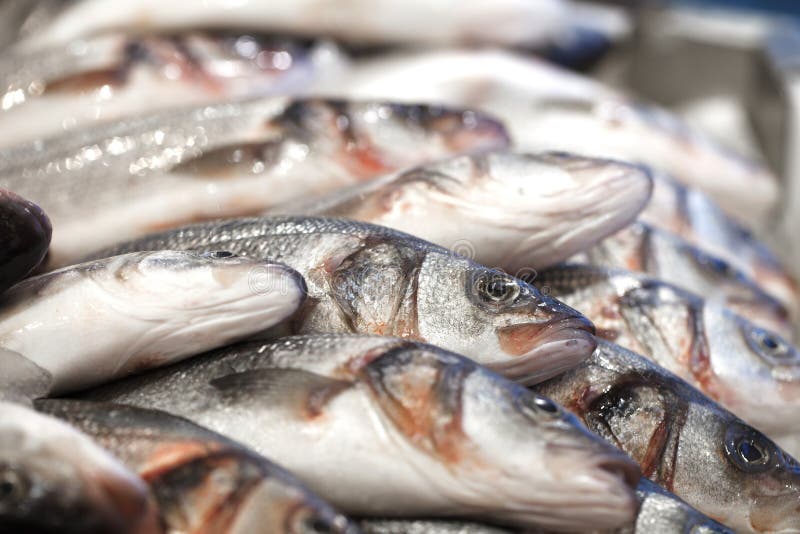 Fresh Raw Whole Fish Different Chilled on Ice, at the Fish Market Stock