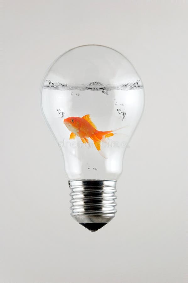 fighter fish in bulb