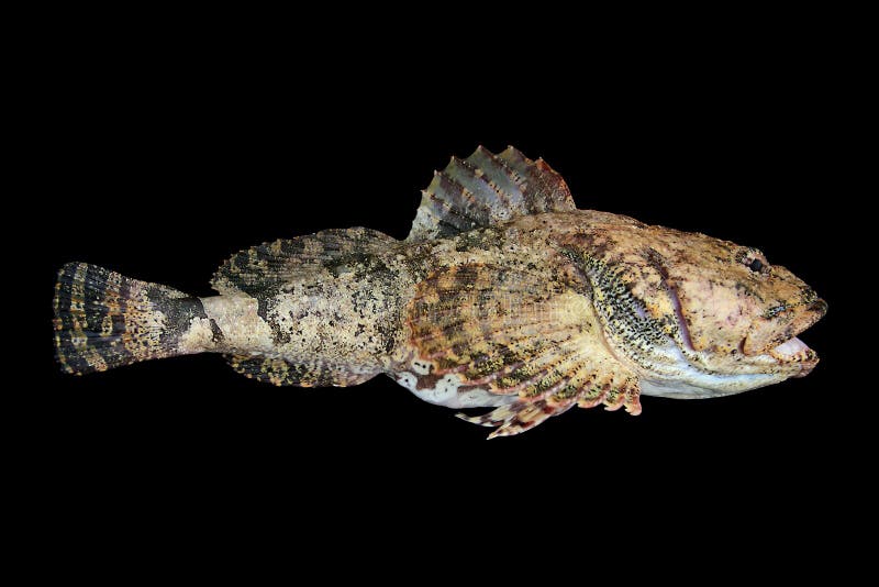 Fish isolated on black