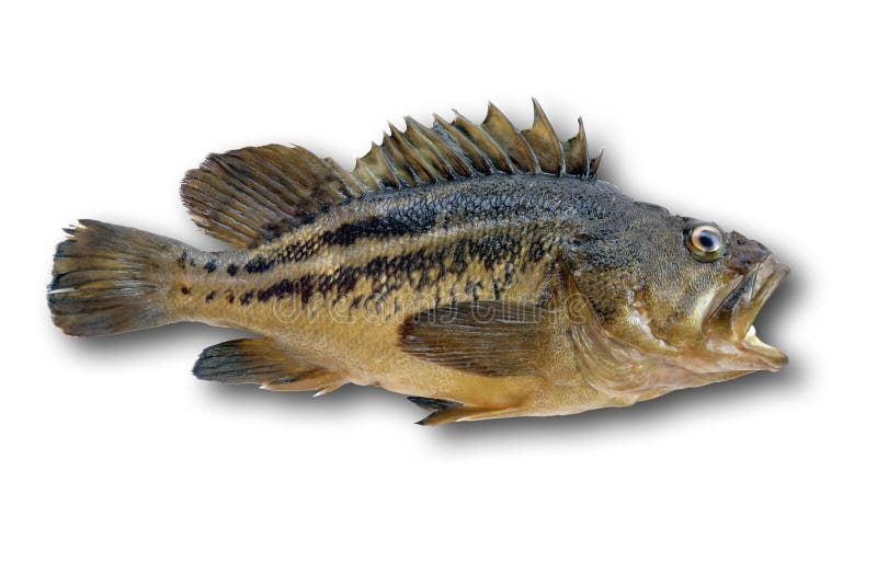 Fish isolated, clipping path