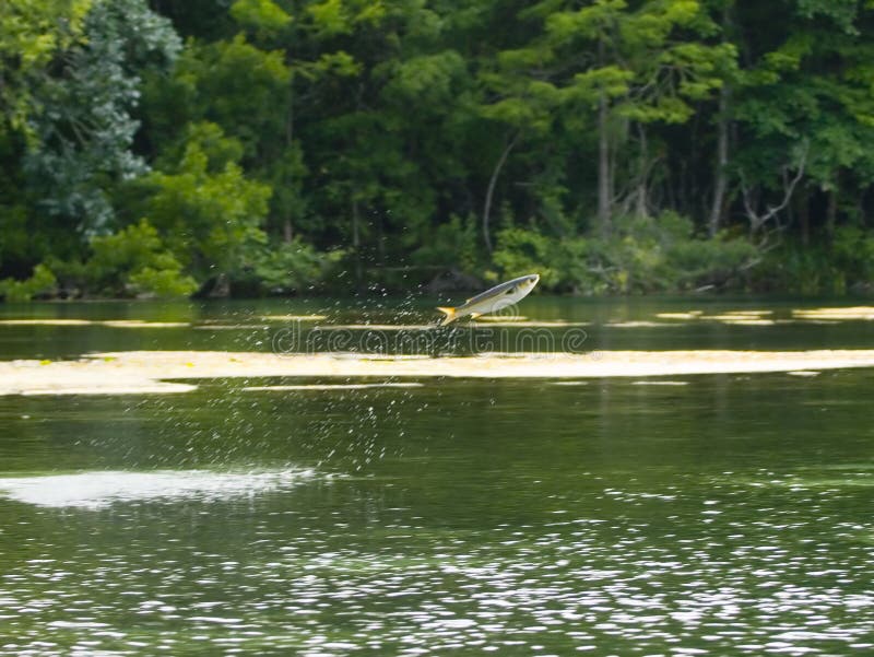 Fish jumping out of water