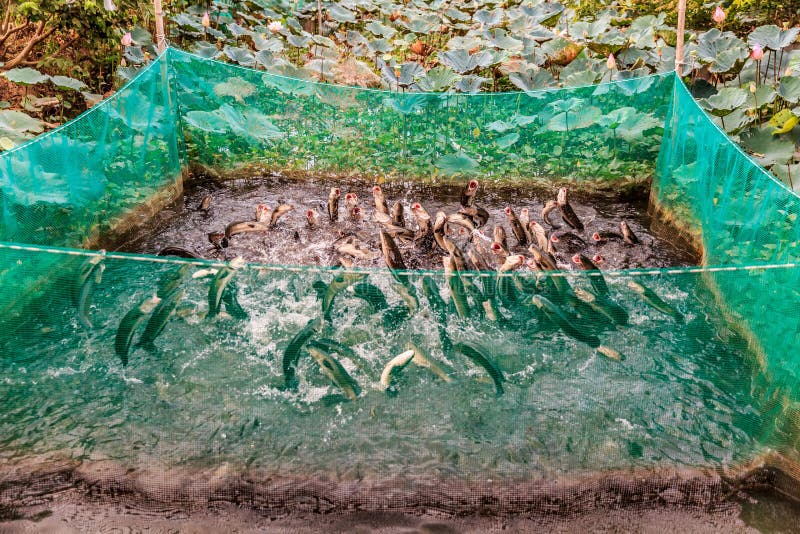 Fish jumping out of the water in Can Tho City, Mekong Delta, Vietnam. stock photography