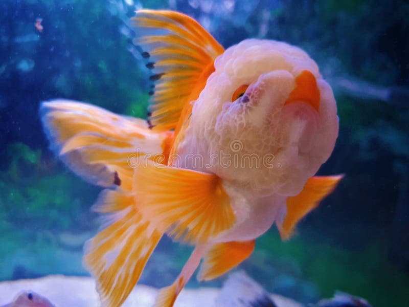 760+ Filter Aquarium Koki HD