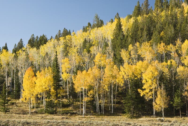 Fish Lake fall colors 3 stock photo Fish Lake fall colors 3 stock photo