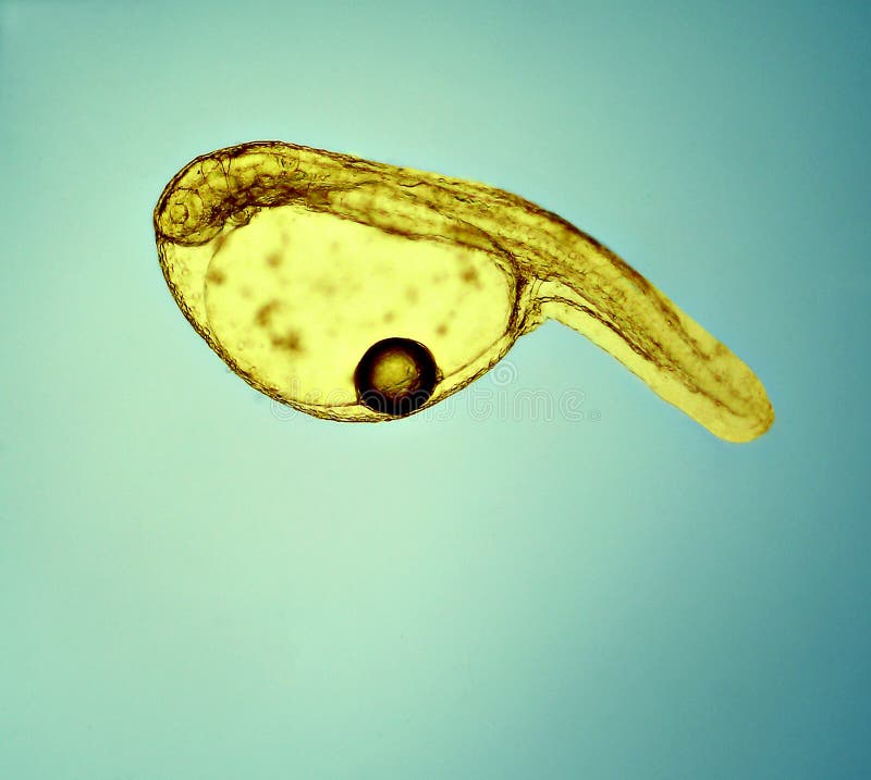 Developing fish larva under light microscope. Developing fish larva under light microscope