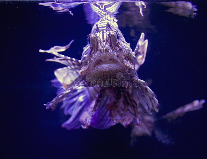 Fish Lionfish Zebra Predator Fins Coral Reefs Are A Family Of Scorpion