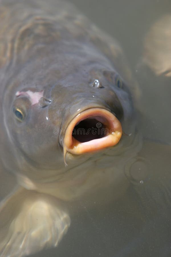 ugly fish with big lips ugly fish with big lips