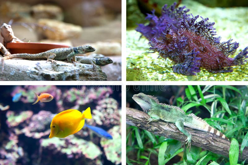 Fish and lizard royalty free stock image Fish and lizard royalty free stock image