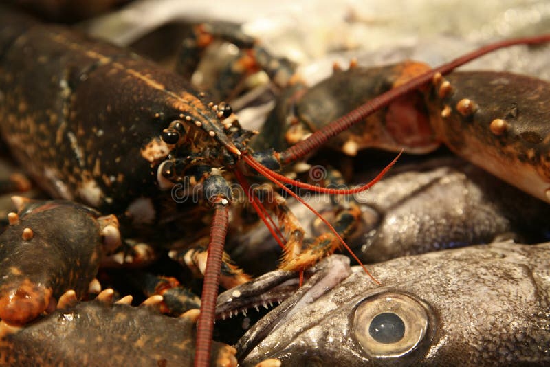 Fish and lobsters stock photo. Image of aquatic, undersea 18065242