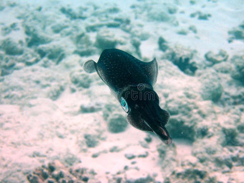 Fish : Loligo vulgaris