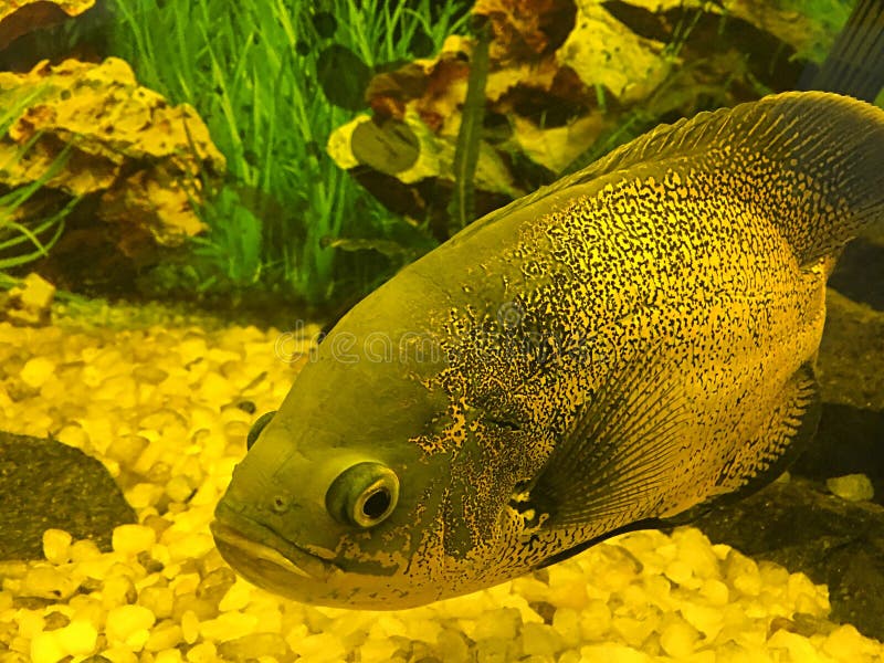 Fish looks like human face stock photo. Image of spot 4548584