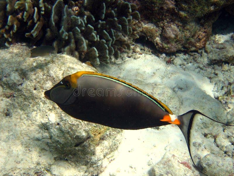 Fish : Maldivian Naso Tang