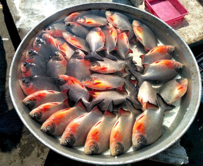 fish market near me delivery fish market near me delivery