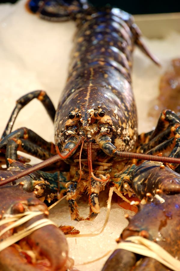 Lobster on hand stock photo. Image of craw, animal, industry 14767208