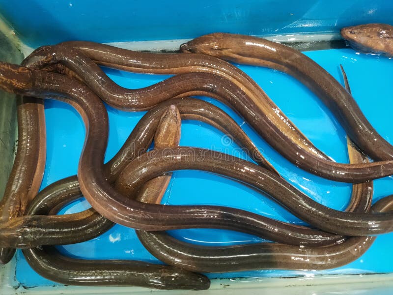 Swamp eels live for sale stock image. Image of eels - 311046319