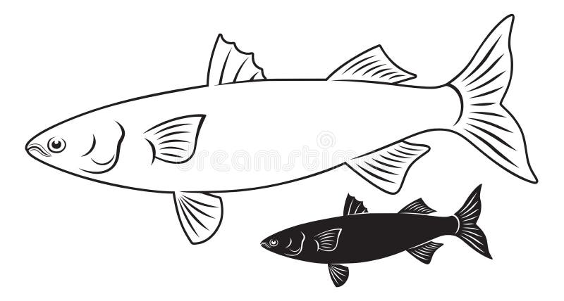 Mullet Fish Stock Illustrations – 269 Mullet Fish Stock Illustrations,  Vectors & Clipart - Dreamstime