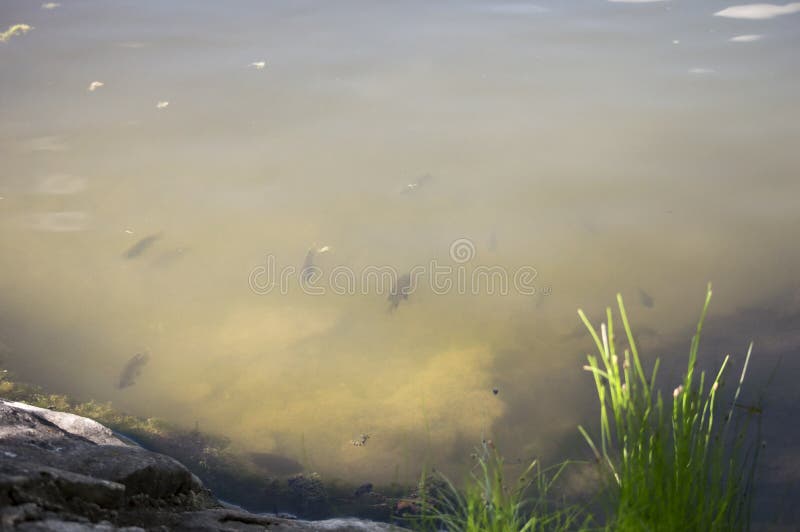 Fish in Murky Water stock photo. Image of cloudy, shore 70343192