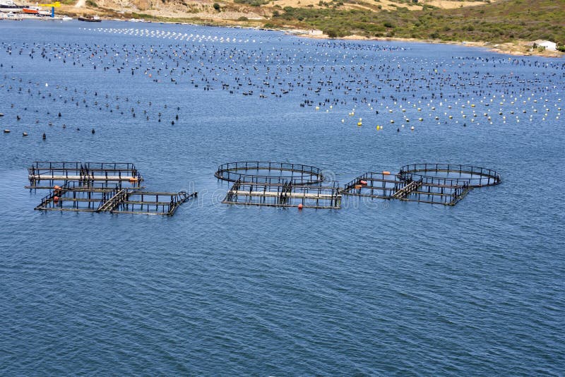 Fish and mussel farm stock image. Image of mariculture 66709465