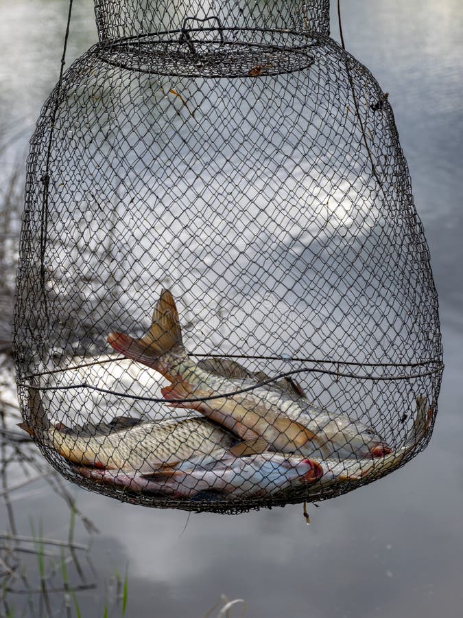 Fish Net in the Water, Fishing As a Leisure Concept, Water and Dry Reed  Texture Stock Image - Image of tail, concept: 183814163