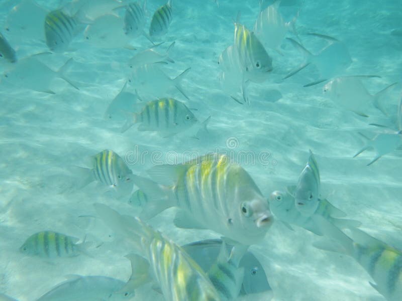 Fish in the ocean stock photo. Image of beaches, vacation - 93255004