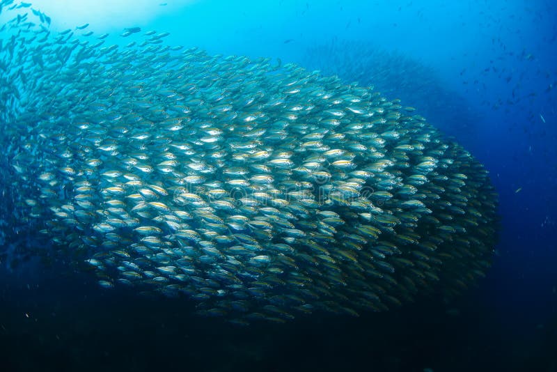 Fish in ocean . School of fishes Yellow-stripe scad, Thinscaled