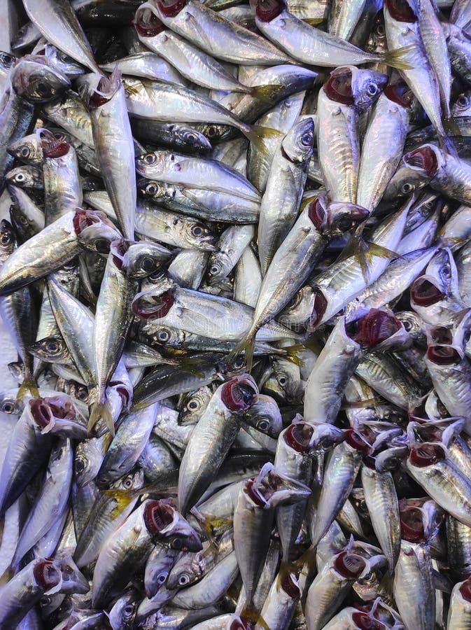 pitbull clothes size