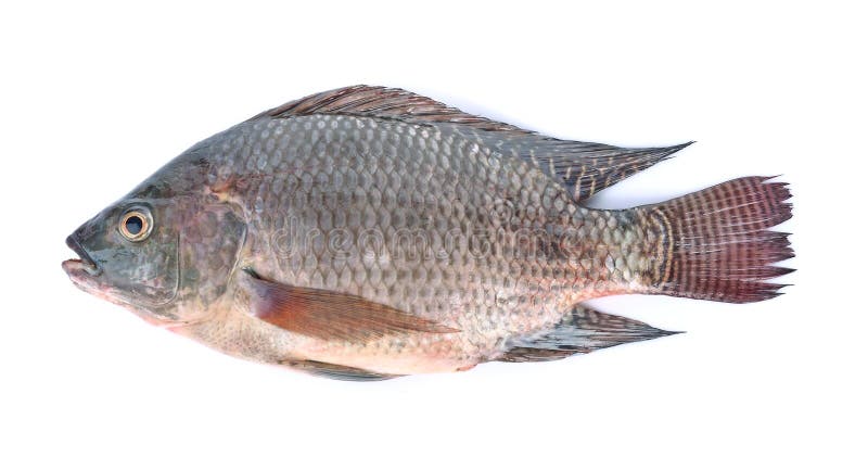 Fish,Oreochromis nilotica isolated on white background royalty free stock photography Fish,Oreochromis nilotica isolated on white background royalty free stock photography