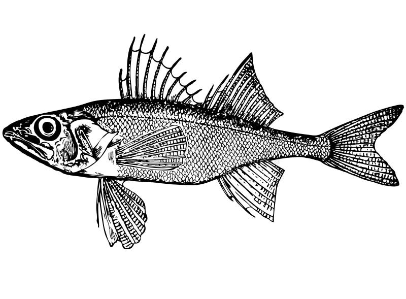 Fish Percarina Demidoffi nordm. (latin) Illustrati