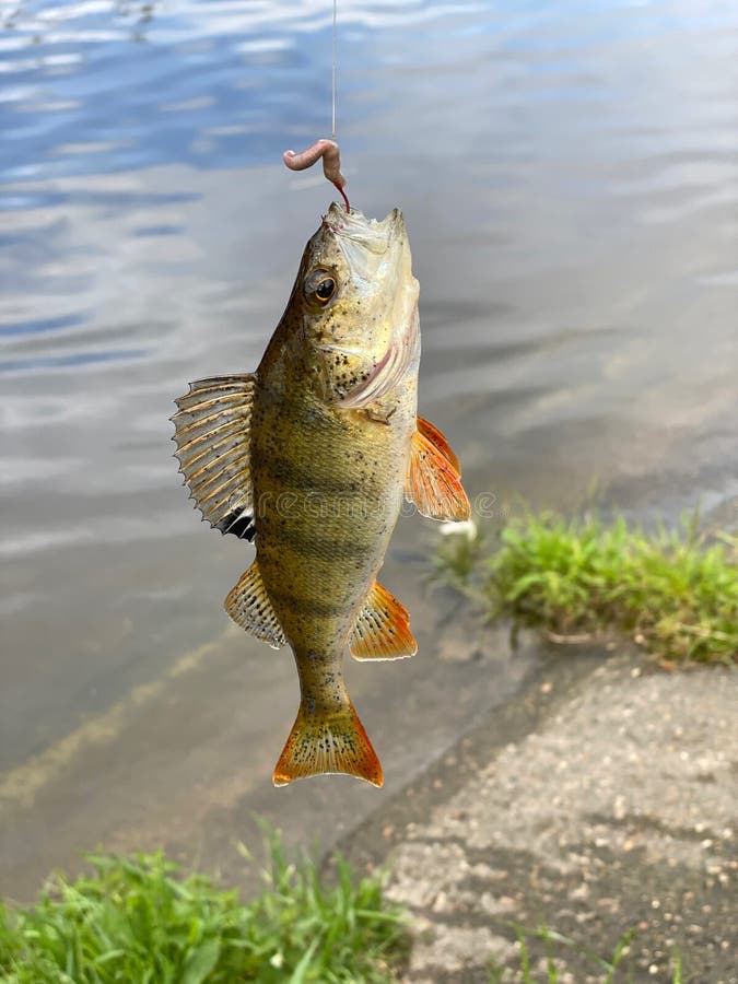 A Worm Caught Fish Hanging On A Fishing Line. Stock Photo, Picture