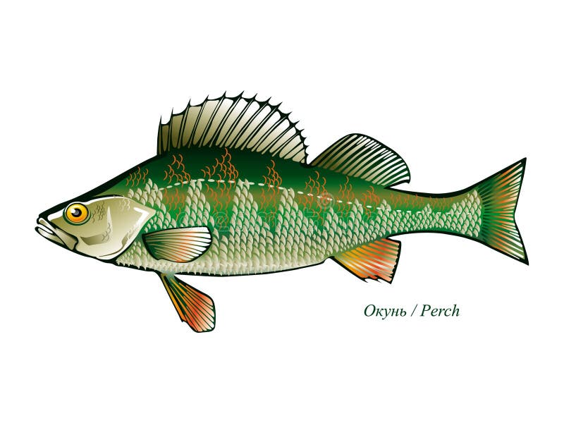 Download Fish perch vector stock vector. Illustration of perch - 10666818