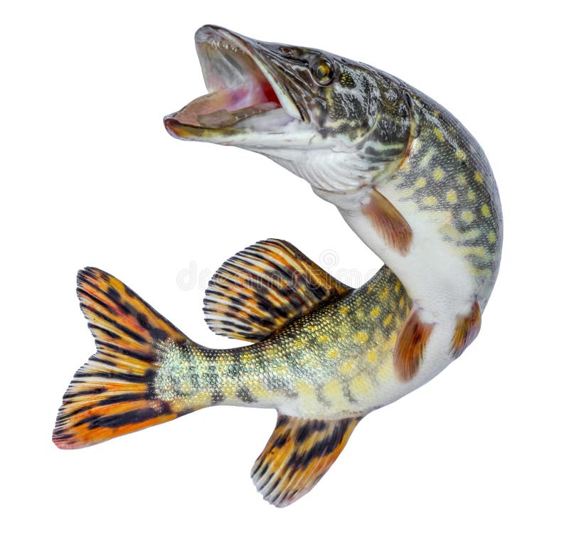 Fish pike. Jumping out of the water. Emblem isolated on a white background.