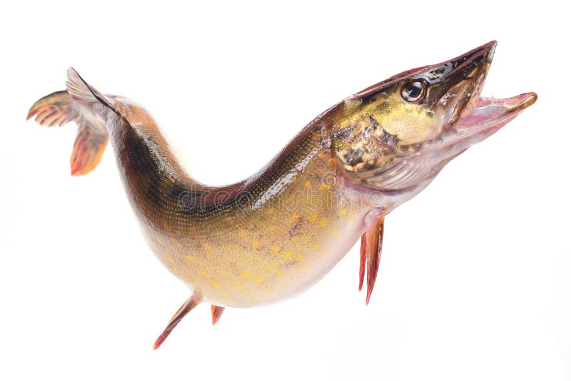 Fish a pike stock photo. Image of shining, scales, predator 22376446