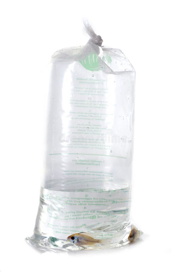Fish in plastic bag stock photo. Image of isolated, swimming 60908572