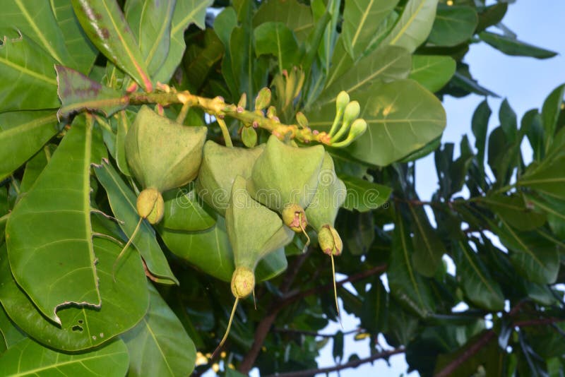 Fish Poison Tree, Putat. stock images