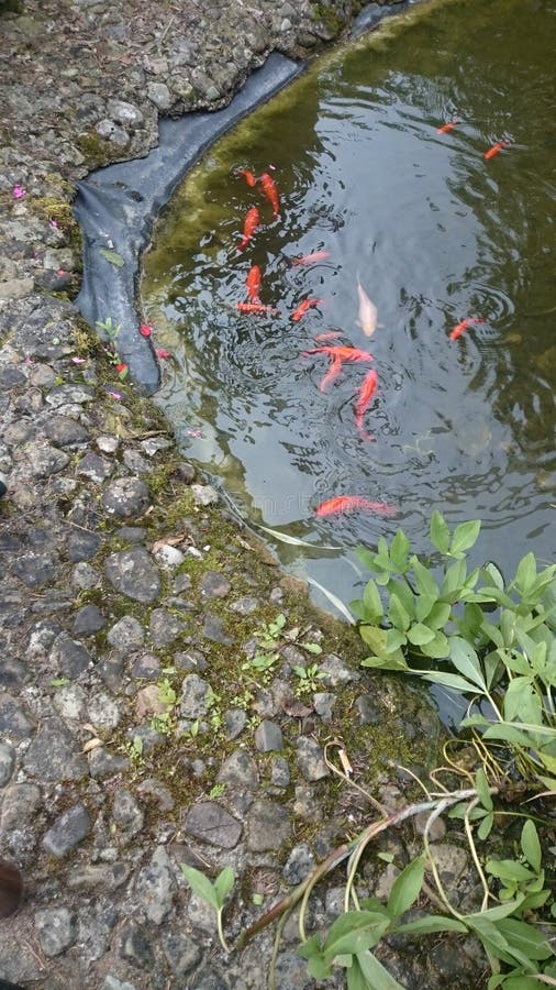 Fish in the pond stock image. Image of pond, fish, water 117285541