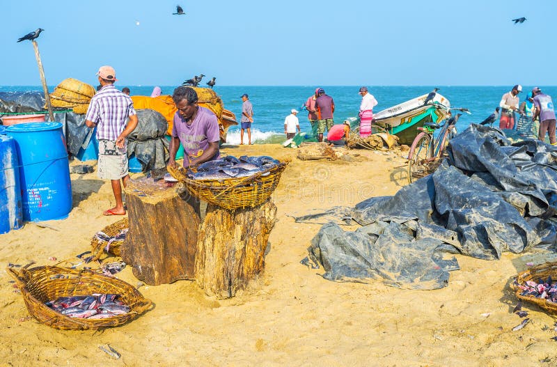 Fish Processing in Sri Lanka Stock Photo Image of haven, embankment