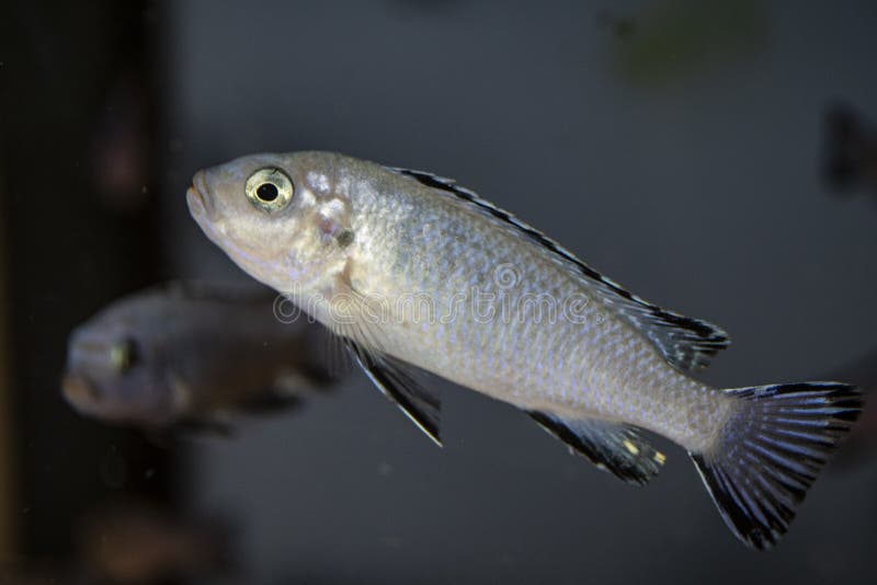 Powder Blue African Cichlid