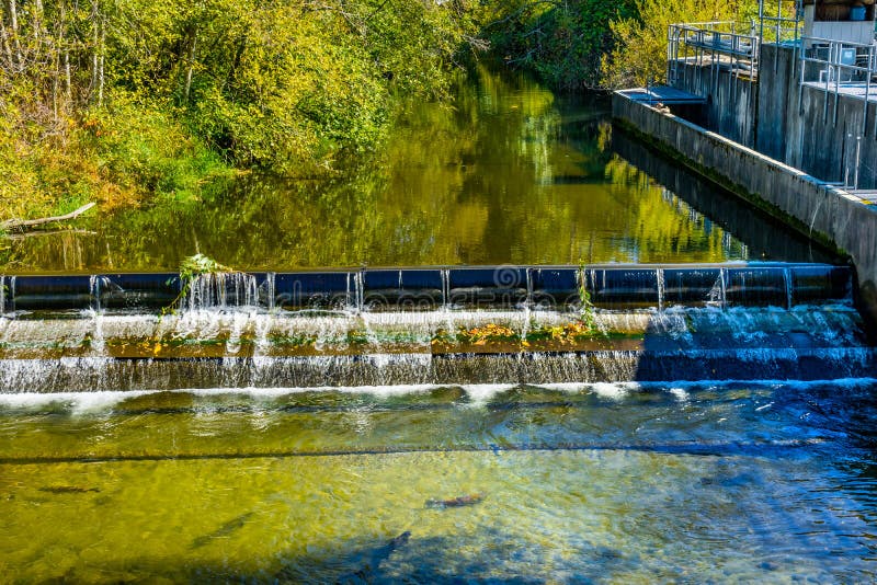Fish Reflection Issaquah Creek Salmon Hatchery Washington Stock Photo