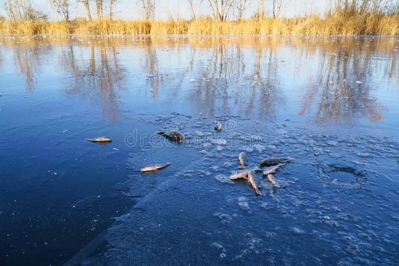 Fish River Perch is on the Ice of the Winter Lake Stock Photo Image