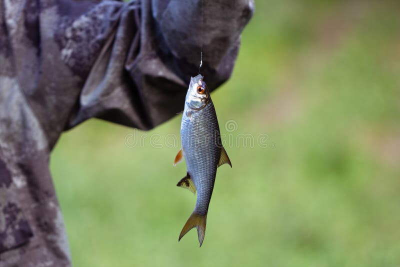 Fish small roach hanging on a hook on a green background closeup. A fisherman caught the fish dace, rutilus. Silver royalty free stock images Fish small roach hanging on a hook on a green background closeup. A fisherman caught the fish dace, rutilus. Silver royalty free stock images