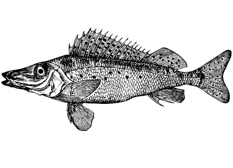 Fish Ruff (Illustration)